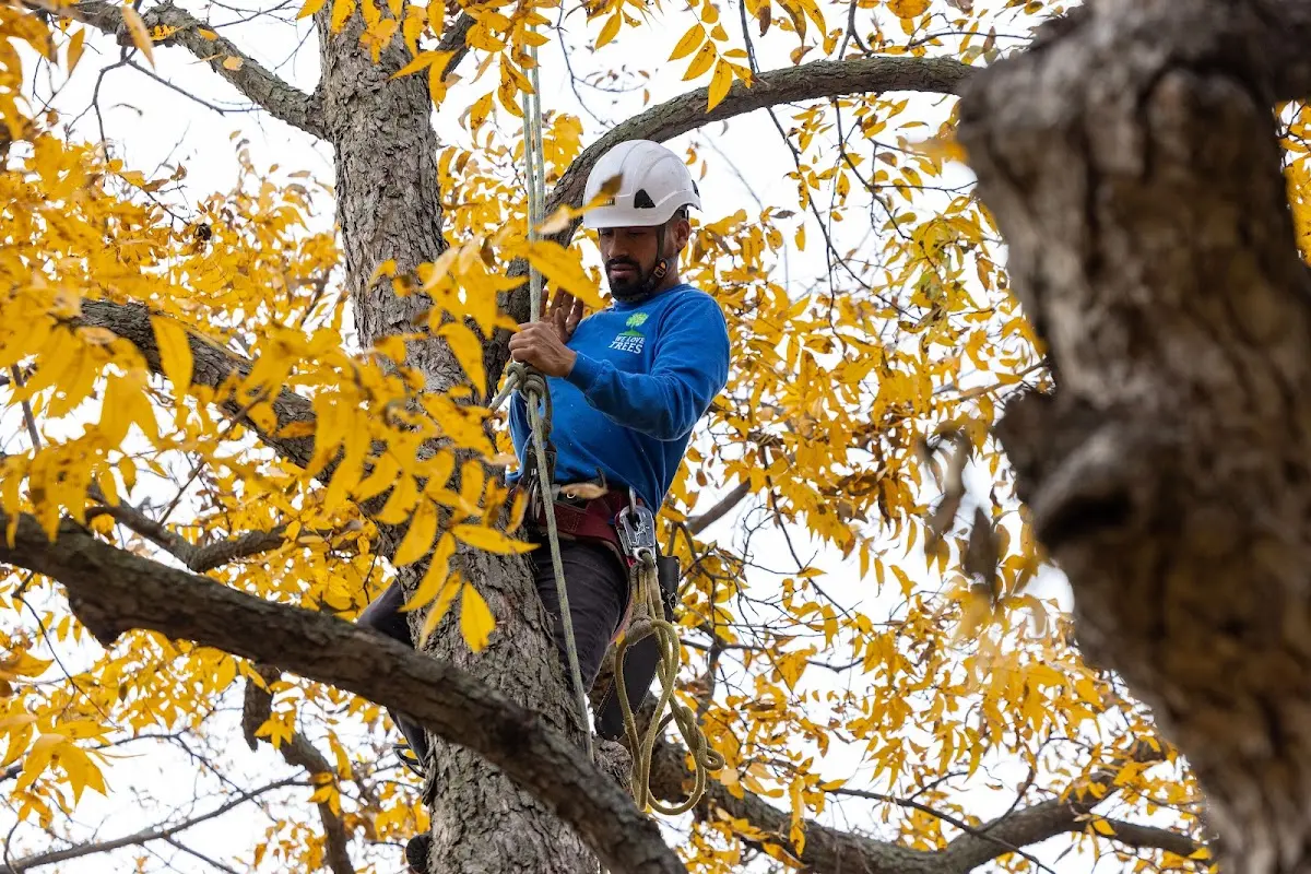 Skilled Tree Pruning crew working in Bennington